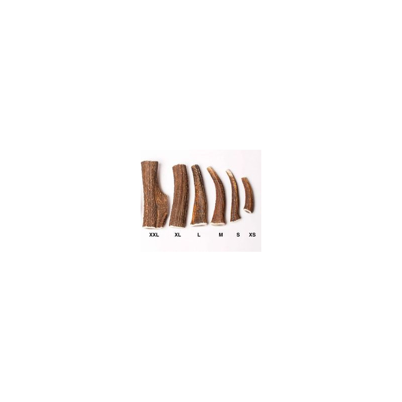 Bois de cerf entier