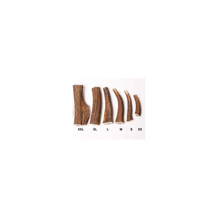 Bois de cerf entier  taille s