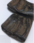 Corne de buffle d'eau