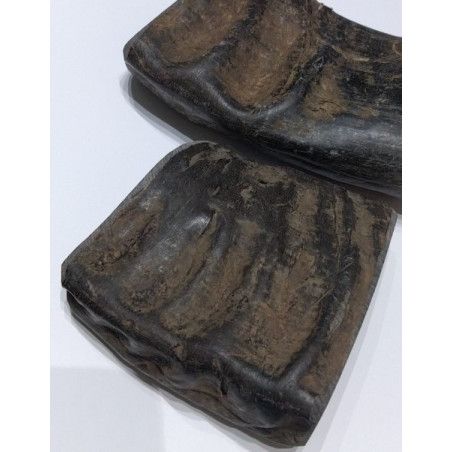 Corne de buffle d'eau