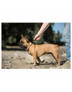 Laisse plate aimantée GoLeyGo 2.0 140-200cm/20mm pour chien jusqu'à 60kg