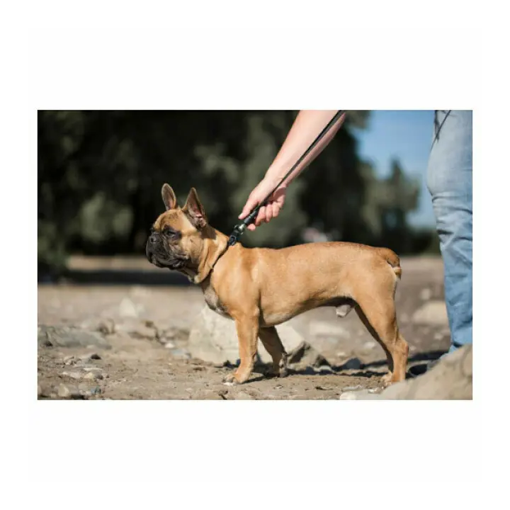 Laisse plate aimantée GoLeyGo 2.0 140-200cm/20mm pour chien jusqu'à 60kg