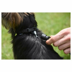 Laisse plate aimantée GoLeyGo 2.0 140-200cm/20mm pour chien jusqu'à 60kg