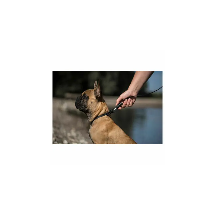 Laisse plate aimantée GoLeyGo 2.0 140-200cm/20mm pour chien jusqu'à 60kg