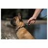 Laisse plate aimantée GoLeyGo 2.0 140-200cm/20mm pour chien jusqu'à 60kg