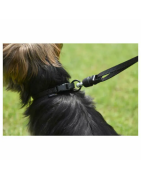 Laisse plate aimantée GoLeyGo 2.0 140-200cm/20mm pour chien jusqu'à 60kg