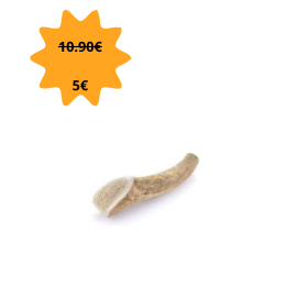 Bois de cerf entier  taille s
