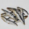sardine 100g  ( Animalerie Is sur tille à 20 min de  DIJON en cote d'or)