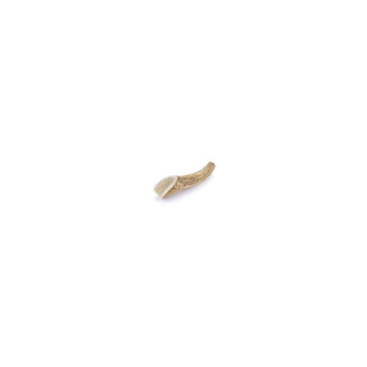 Bois de cerf entier  taille s