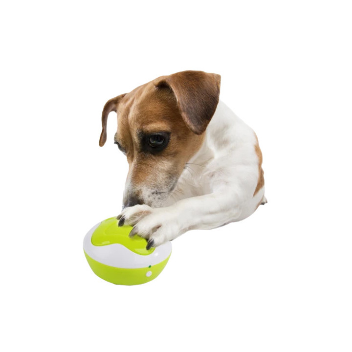 AFP Interactives - Interprète Chiot