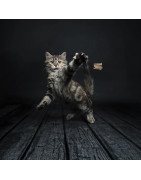 Canne cat danseur pro chat