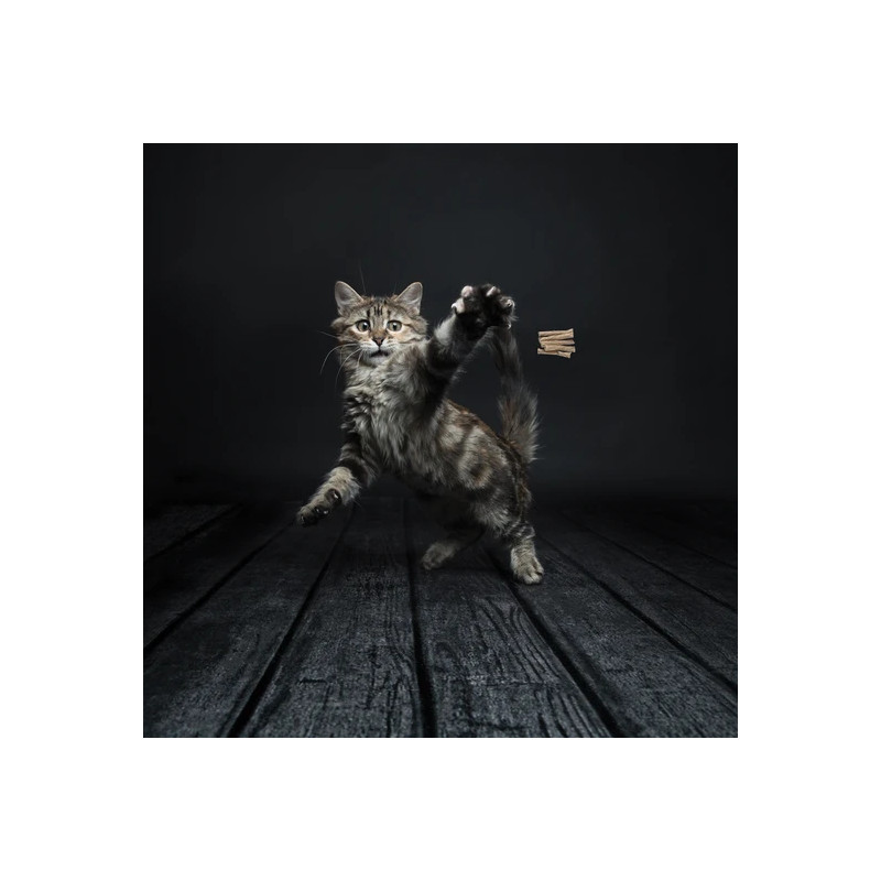 Canne cat danseur pro chat