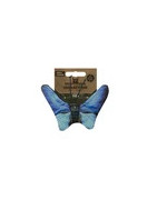 Papillon butterfly bleu wild life cat