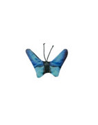 Papillon butterfly bleu wild life cat