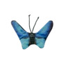Papillon butterfly bleu wild life cat