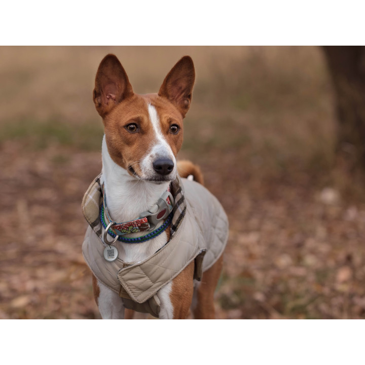 Spotted! Pro | Médaille QR connectée chien & chat