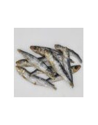 sardine 100g  ( Animalerie Is sur tille à 20 min de  DIJON en cote d'or)