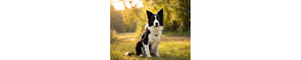 Produits pour chien | Animalerie Dijon - Nature Hito Croq