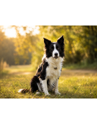 Chien : alimentation, friandises & accessoires | Nature Hito Croq