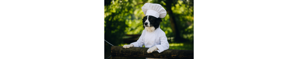 Pâtée chien & alimentation humide | Dijon & France