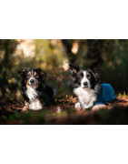 CHIEN