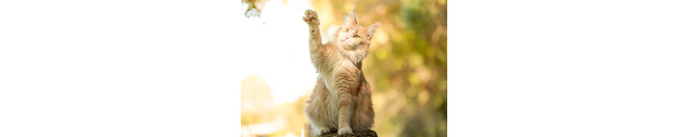 Produits pour chat | Animalerie Dijon - Nature Hito Croq