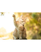 Produits pour chat | Alimentation, Jouets & Accessoires | Nature Hito CroqProduits pour chat | Alimentation, Jouets & Accessoires | Nature Hito CroqProduits pour chat | Alimentation, Jouets & Accessoires | Nature Hito Croq