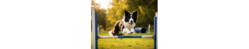 Sport Canin | Agility, Hoopers, Tugs & Équipements Chien