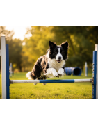 Sport canin & Agility | Équipement chien sportif | Nature Hito Croq